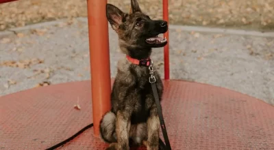 puppyoneonone1.webp puppyoneonone1.webp